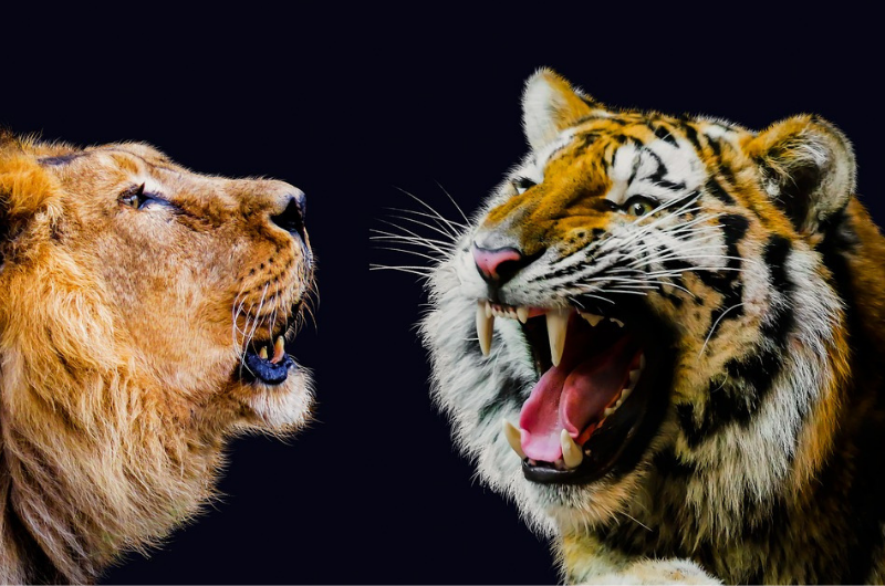 会話する虎とライオン